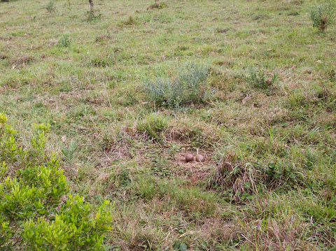 Denham's Bustard nest site